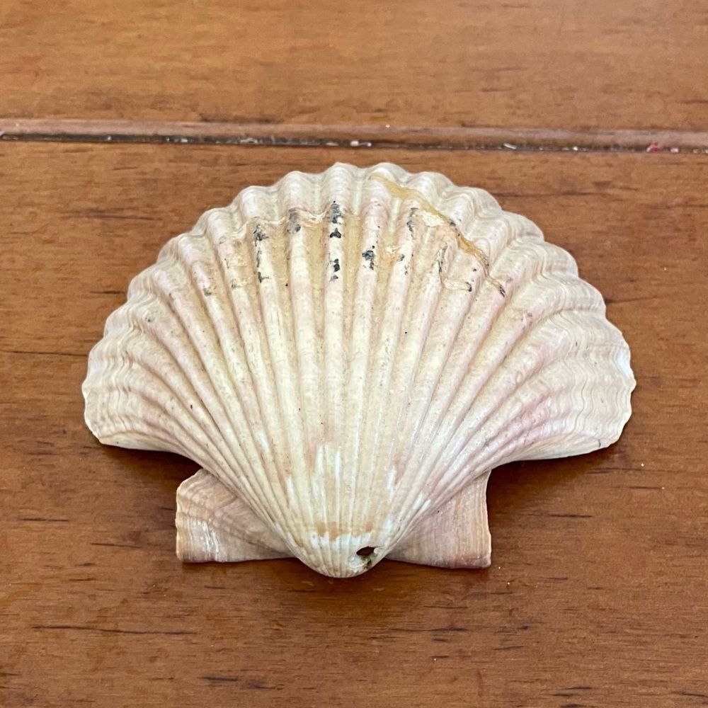 Shell